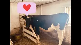 Результат выращивания телки/Сколько первотелка дала молока/Ноча