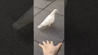 funny and cool pets