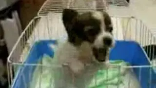 Puppy Screams 