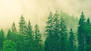 Музыка для сна - шум дождя в лесу приятный шум дождя с музыкой