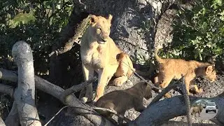 Cute Playful Lion Cubs Love To Play In The Road AND In A Tree With Mother