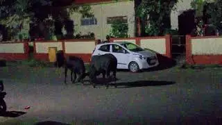 OMG 😱 bull's fighting on the road side viral video 🐂🐂 | WWE
