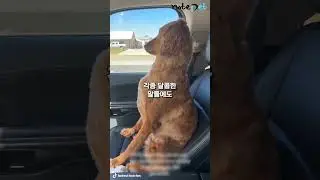 토라진 강아지 마음 푸는 방법