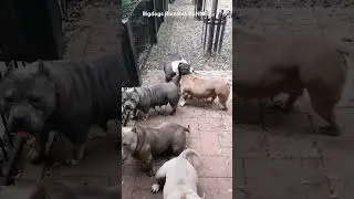 8 best of the best extreme females all product bigdogs România KENNEL. full of muscle big head bones