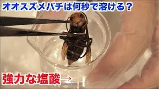 [Experiment] How many seconds does it take for a giant hornet to dissolve in hydrochloric acid?