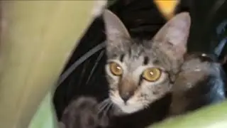 Anak Kucing Meong Meong memanjat pohon di tembok orang#kucing toys Doby D