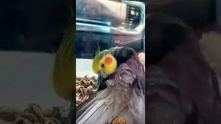 Как растут новые перья у попугаев #попугай #попугаи #милыеживотные #смешныеживотные #смешныепопугаи