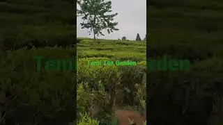 Temi Tea Garden
