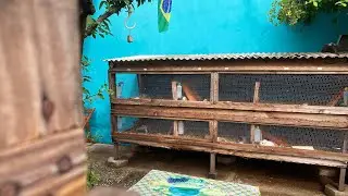 Criação profissional de porquinhos da índia 🐹