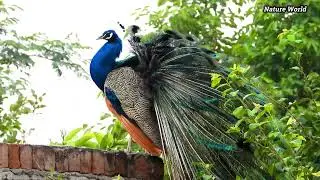 Peacock Behaviour reaction with animals birds and peacock mix sounds 4k by Nature World