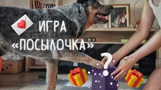 Игрушка для собаки своими руками за 5 минут | Развивающая игра