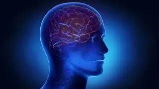 Human brain well shown