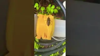 Animal Crossing Bugs IRL. #animalcrossing#roach#bugs what is this ?