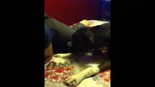My boxer Ellie, and her funny noises.