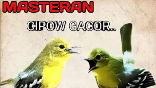 BOOMM..!! PASTI CIPOW KALIAN IKUT NYAHUUUTT..