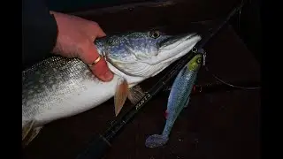 Balatoni csuka Savage Gear 4D Herring Shaddel