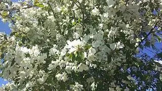 Песня "Небесные нити"