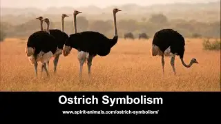 Ostrich Symbolism