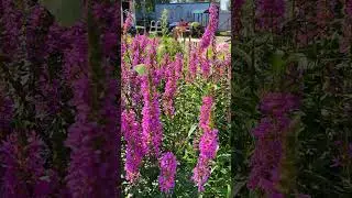 ДЕРБЕННИК ИВОЛИСТНЫЙ#ПЛАКУН ТРАВА#ШИКАРНЫЙ МНОГОЛЕТНИК#