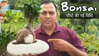 बोनसाई पौधो की नई विधि ||0l Bonsai 2024