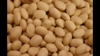 allergic to beans