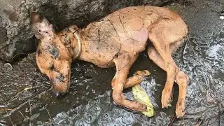 ЭТОГО НЕ ДОЛЖНО БЫТЬ НА ЮТУБЕ