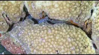 Baby eel at Sea bed