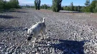 Basar is out for a walk again!