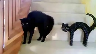Try Not To Laugh - Rare Funny Cat Moments