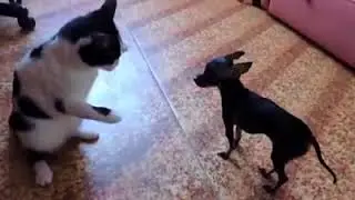 Attack kitten ~ fearless, so cute