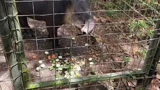 Belize animals