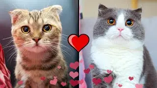 Love Story Of 2 Kittens