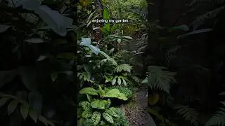 Snake in the garden? 🐍#tropicalgarden #gardendesign #cat