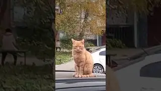 С 1 Днём осени #осень #вотиосень #1деньосени #1сентября #кот #котик