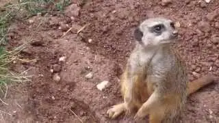 Ein Tag im Zoo