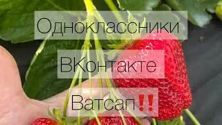 💞Прием заказов на весну 2024🍓🍓🍓 Только самое вкусное😋🍯🥰‼️‼️‼️