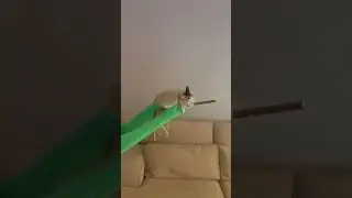 Ce rat se prend pour Harry Potter 🐭 