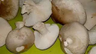 ГОВОРУШКА ДЫМЧАТАЯ.Clitocybe nebularis.ПИЦЦА из говорушки.