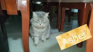 Our 5 cute cats ...