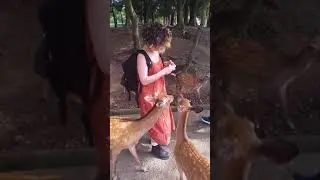 Nara deer Park