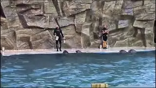 Дельфинарий в Джорджии