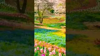||"Tum hi ho" lyrics nice scene|| #song  #shorts #trending