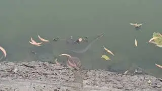 Two Snacks in college pond behind the Gymkhana# IIT Kharagpur