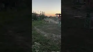 Местные цыгане