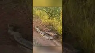 Анаконда нападает