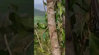 PANEN RAYA CENGKEH DI MUNJUNGAN TRENGGALEK