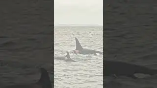 ANGRY ORCAS ATTACK A GREAT WHITE SHARK, BUT THEN... #shorts