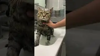 washing the Car (he Meow)