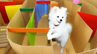 Funny Race Between Snowball Dog And Mochi Hamster Running In Hot Air Balloon Maze