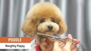 GROOMING and HANDLING ACTIVELY MOVING PUPPY Learn Tips and Tricks | ASIAN CUTE DOGS